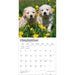 Golden Retriever Puppies 2027 Square Wall Calendar