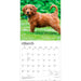 Goldendoodles 2027 Square Wall Calendar