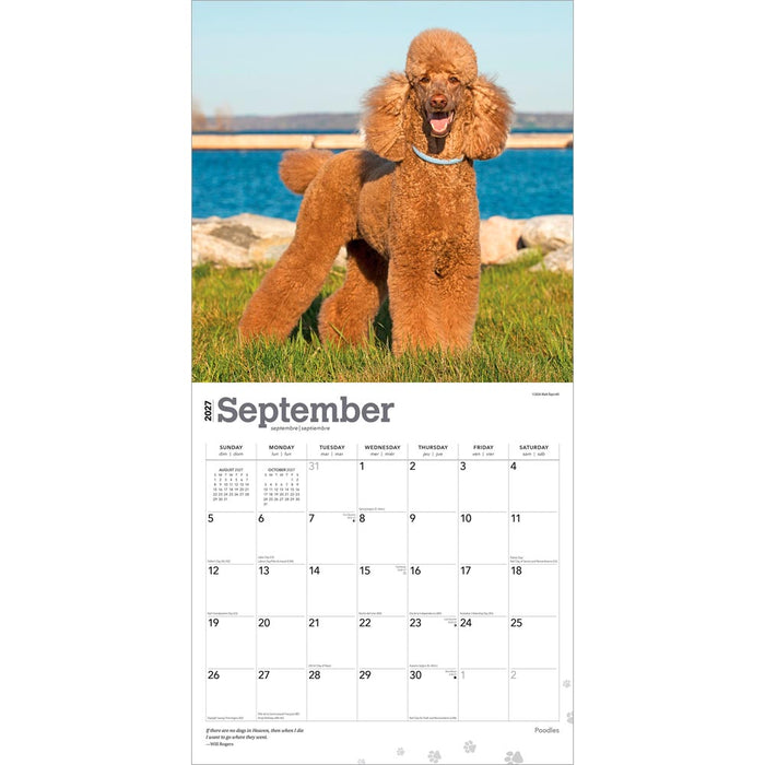 Poodles 2027 Square Wall Calendar