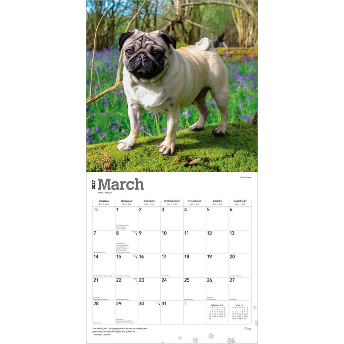 Pugs 2027 Square Wall Calendar