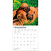 Rhodesian Ridgebacks 2027 Square Wall Calendar