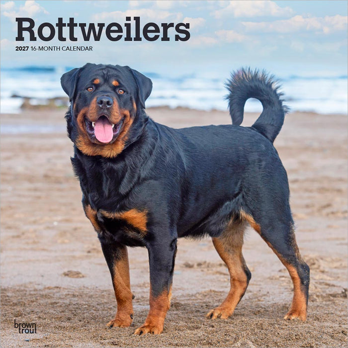 Rottweilers 2027 Square Wall Calendar