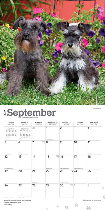 Miniature Schnauzers 2027 Square Wall Calendar