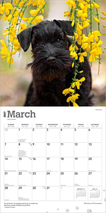 Miniature Schnauzers 2027 Square Wall Calendar