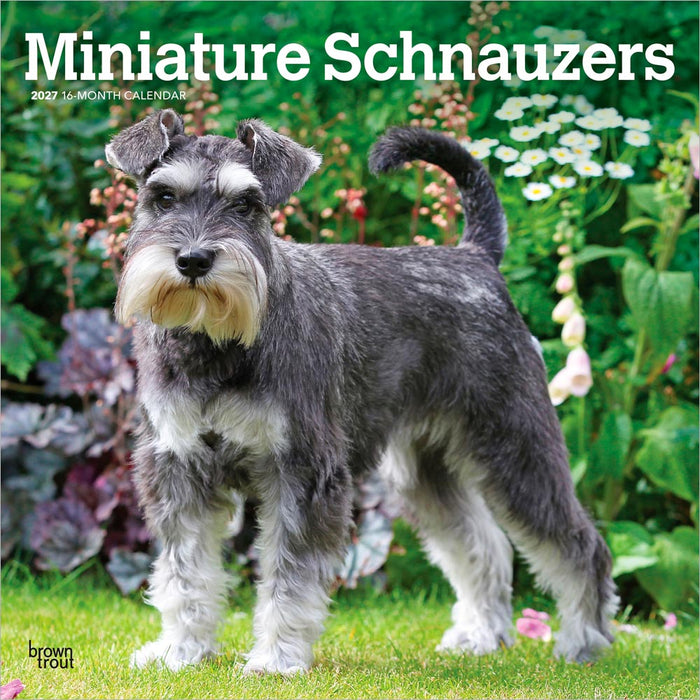 Miniature Schnauzers 2027 Square Wall Calendar