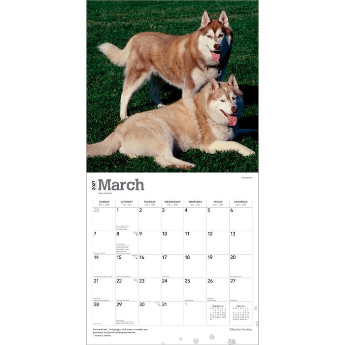 Siberian Huskies 2027 Square Wall Calendar