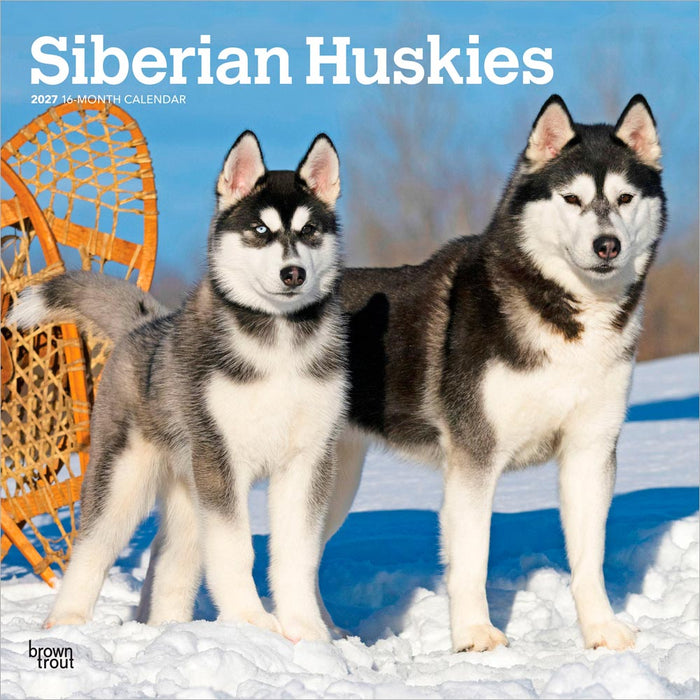 Siberian Huskies 2027 Square Wall Calendar