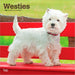 West Highland Terriers 2027 Square Wall Calendar