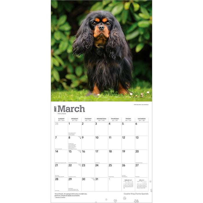 Cavalier King Charles Spaniels 2027 Square Wall Calendar
