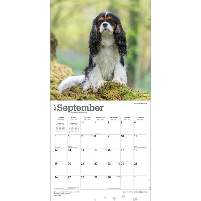 Cavalier King Charles Spaniels 2027 Square Wall Calendar