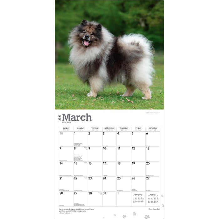 Keeshonden 2027 Square Wall Calendar