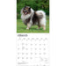 Keeshonden 2027 Square Wall Calendar