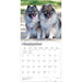 Keeshonden 2027 Square Wall Calendar