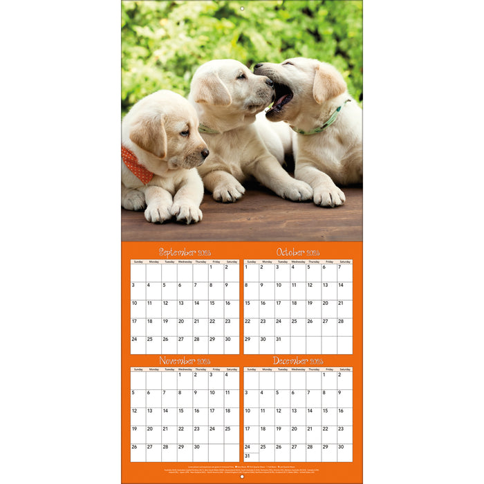 2024 Playful Puppies Mini Wall Calendar