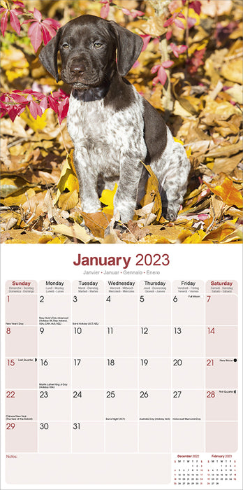 is the german shorthaired pointer legal in suriname